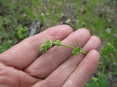 Silene baschkirorum