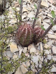 Thelocactus bicolor bicolor