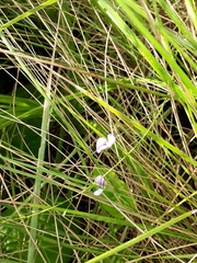 Psoralea abbottii