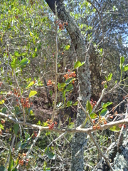 Searsia longispina
