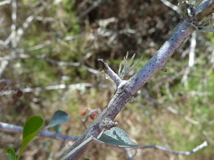 Searsia longispina