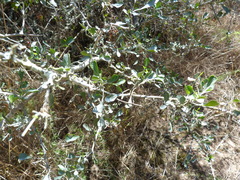 Searsia longispina
