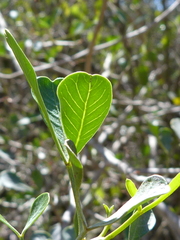 Searsia longispina