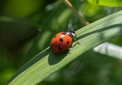 Coccinella septempunctata