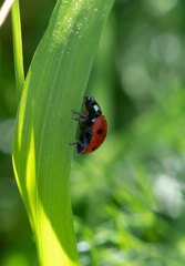 Coccinella septempunctata