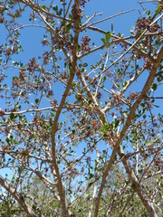Searsia longispina