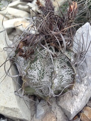 Astrophytum capricorne