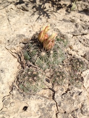 Coryphantha neglecta