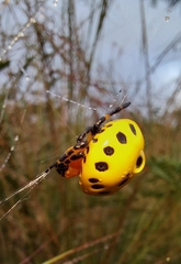 Paraplectana walleri