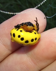 Paraplectana walleri