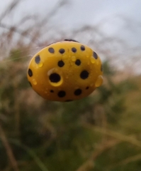 Paraplectana walleri