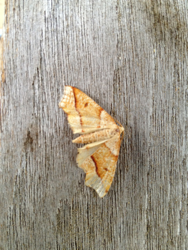 Plagodis alcoolaria