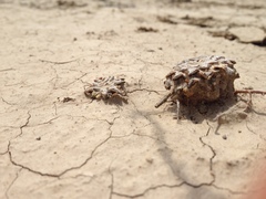 Ariocarpus kotschoubeyanus