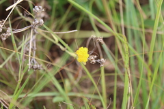 Helichrysum nudifolium nudifolium