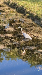 Ardea herodias