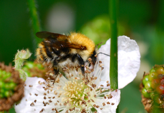 Bombus pascuorum