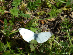 Pieris rapae