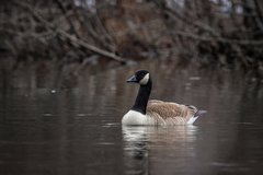 Branta canadensis