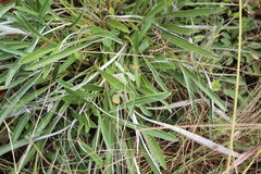 Helichrysum nudifolium nudifolium