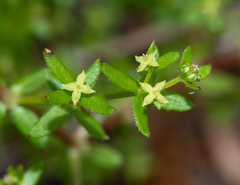 Galium porrigens porrigens