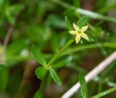 Galium porrigens porrigens