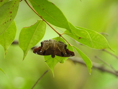 Odontoptilum angulata angulata
