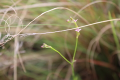 Cordylostigma virgatum