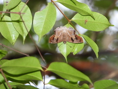 Odontoptilum angulata angulata
