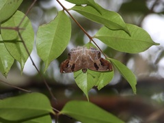 Odontoptilum angulata angulata