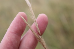 Aristida congesta congesta