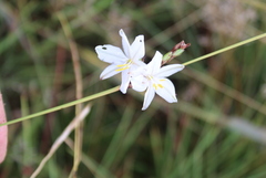 Chlorophytum fasciculatum
