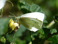 Pieris rapae
