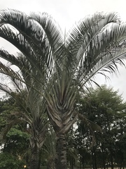 Dypsis