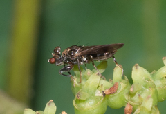 Sphyracephala brevicornis