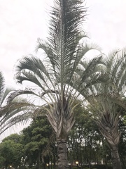 Dypsis