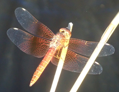 Brachythemis lacustris