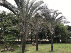Dypsis