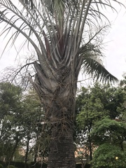 Dypsis