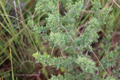 Asparagus suaveolens