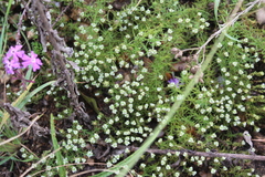 Selago densiflora