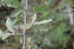 Searsia pyroides