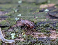 Anthobium atrocephalum