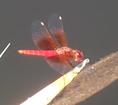 Brachythemis lacustris