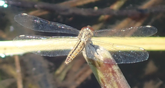 Brachythemis lacustris
