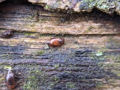 Anthobium atrocephalum