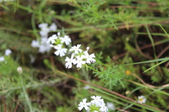Glandularia aristigera