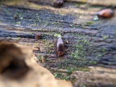 Anthobium atrocephalum
