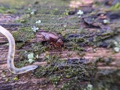 Anthobium atrocephalum
