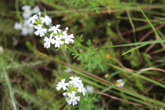 Glandularia aristigera