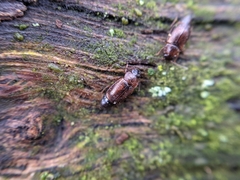 Anthobium atrocephalum